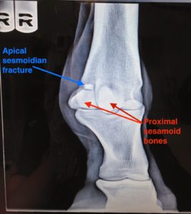 sesamoid bone in horses