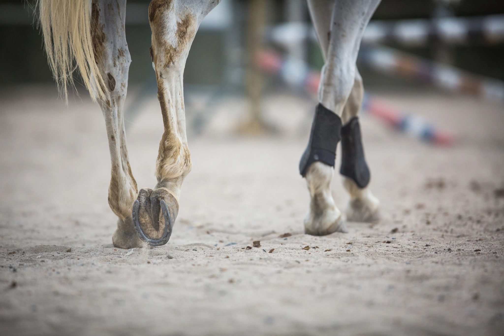 10 Most Common Injuries for Ex-Racehorses