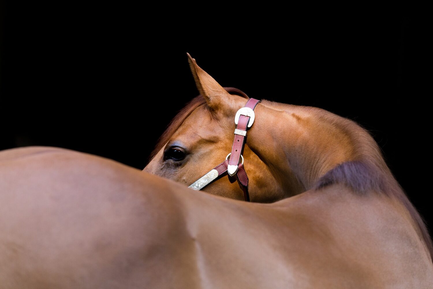 Building Topline: Tips for Strengthening Your Horse's Back
