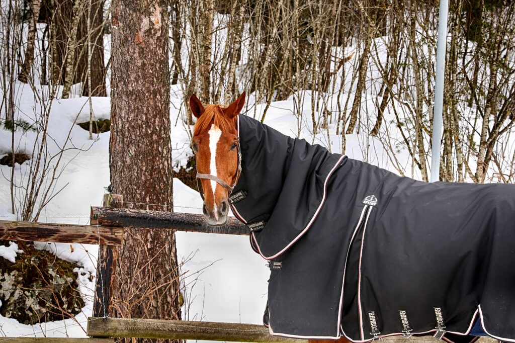 Do I Need To Blanket My Horse?